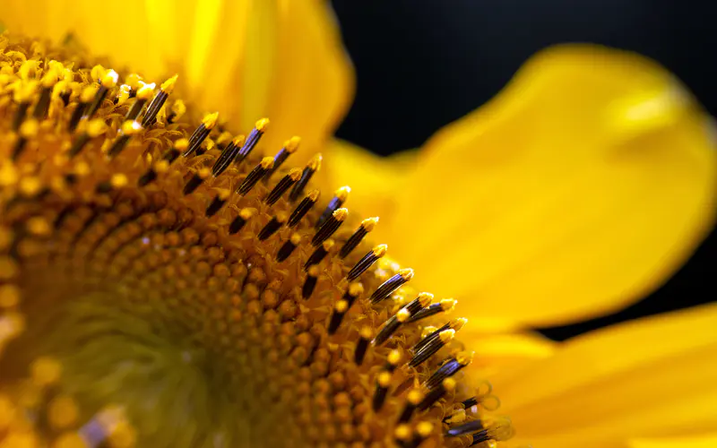 黄色,向日葵,2022,植物,5K桌面壁纸5120×3200,微距,特写