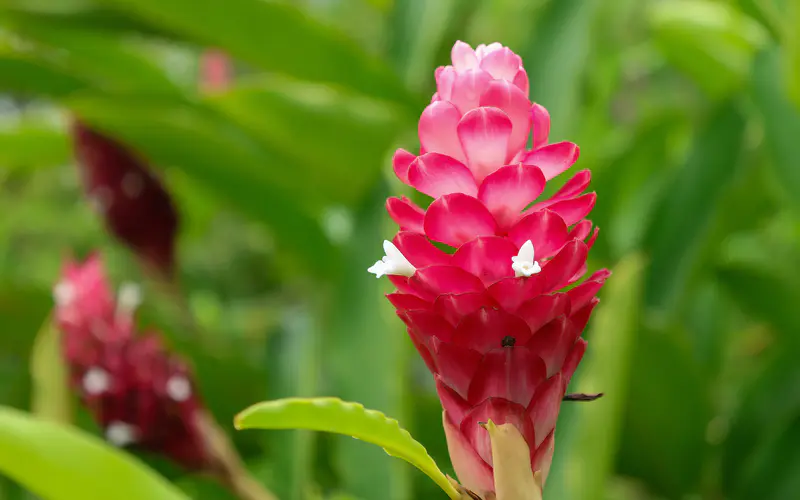 红色 生姜花 绿色 植物 花瓣 5K桌面壁纸5120×3200