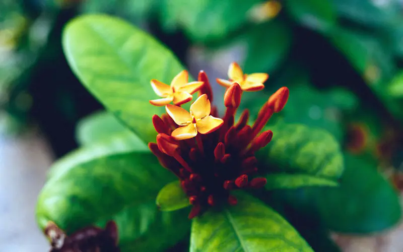 缅甸,龙舟花,花卉,植物,特写,5K桌面壁纸5120×3200