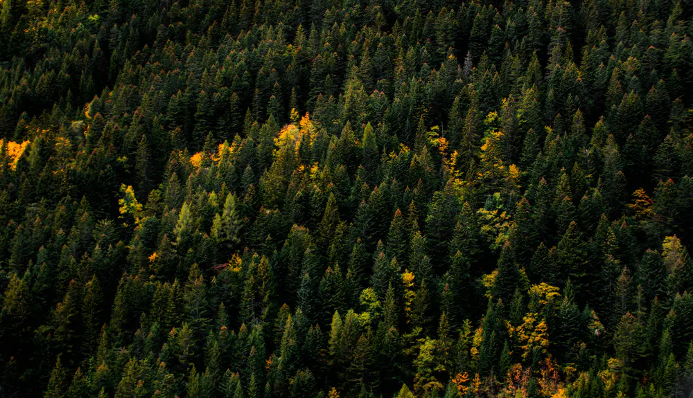 自然 树木 森林 松树 4K壁纸