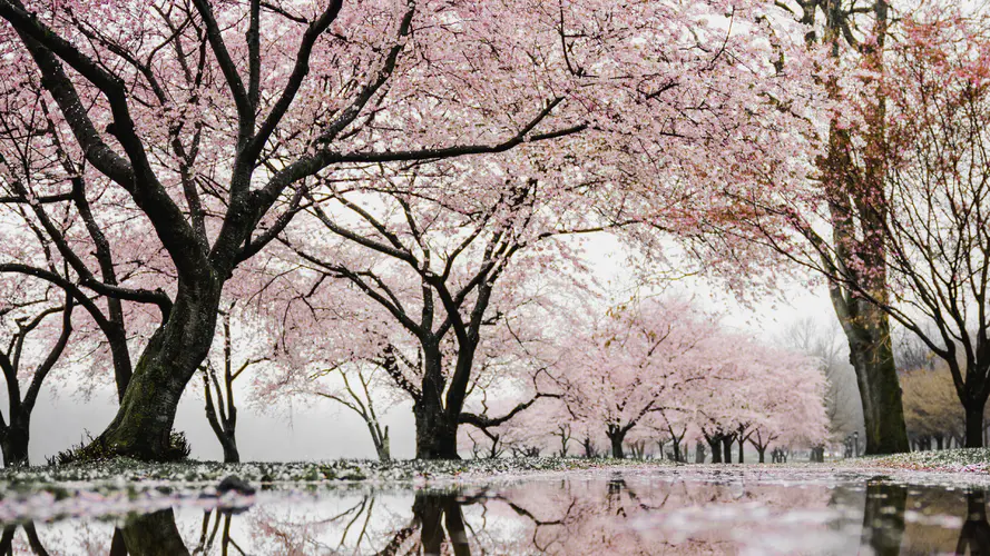 樱花 国家樱花节 人体内的水 自然景观 树枝 4K桌面壁纸 3840×2160