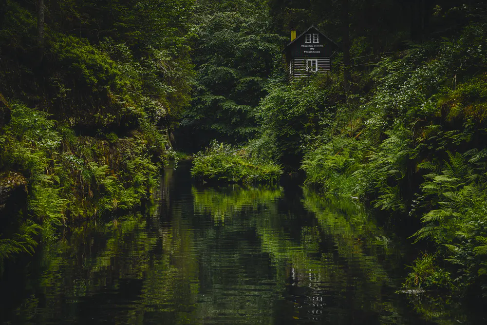 自然 树木 植物 水草 苔藓 雨林 小屋 河流 4K壁纸
