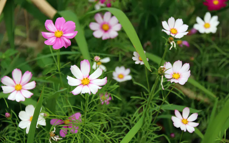 春天 野生菊花 2022 花 5K桌面壁纸5120×3200 照片