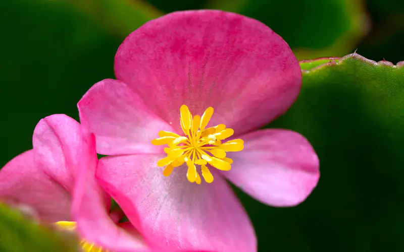 粉红色的花瓣花 2022 陆地 植物 5K桌面壁纸5120×3200 宏