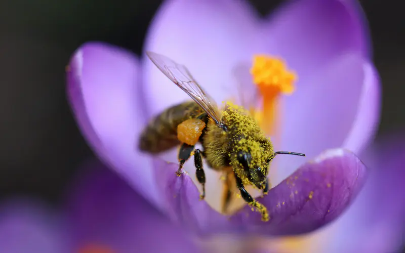 蜜蜂,番红花,2022,植物,5K桌面壁纸5120×3200,微距,照片