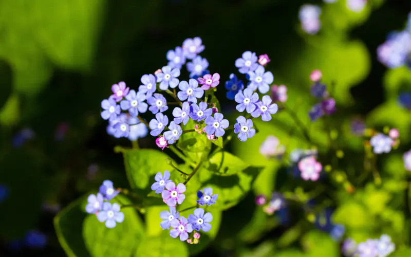 勿忘我,2022,春天,鲜花,5K桌面壁纸5120×3200,照片