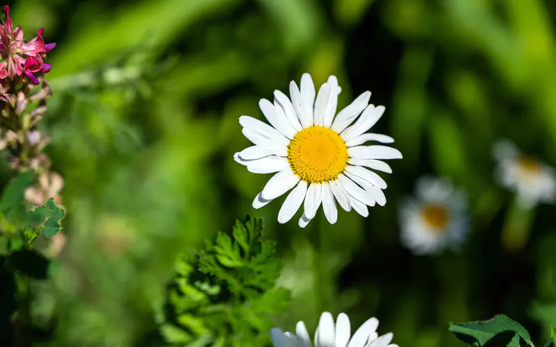 白色雏菊 阳光 花朵 植物 特写 5K桌面壁纸5120×3200