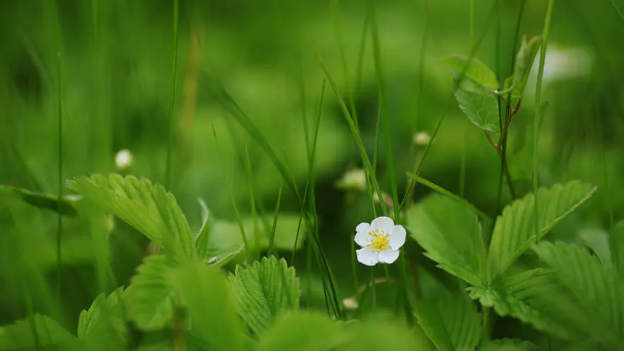 花 草莓 绿色草4k壁纸