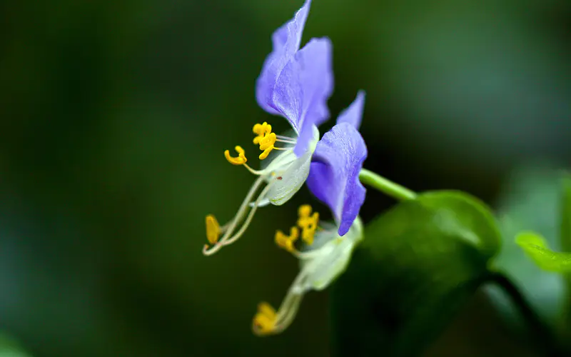 紫色花 2022 植物 花瓣 5K桌面壁纸5120×3200 特写