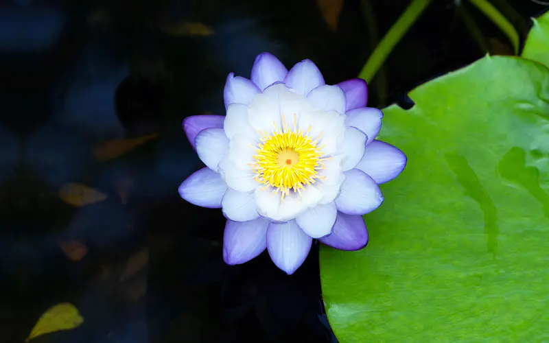 紫色 睡莲 春天 鲜花 特写 5K