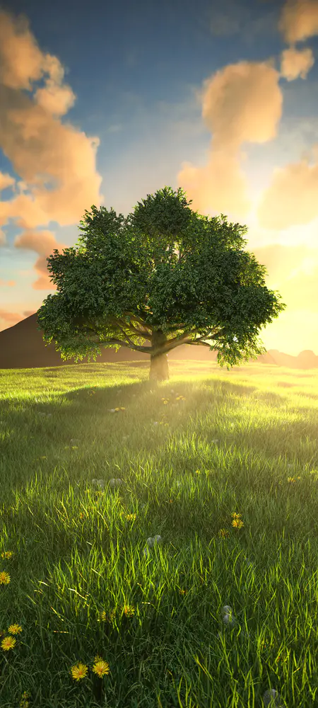 阳光草地大树壁纸