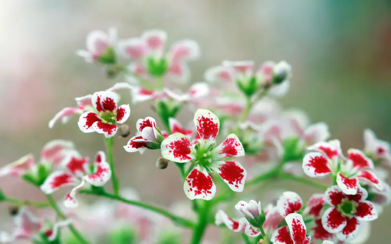 红色花朵 2022 植物 5K桌面壁纸5120×3200 散景 照片