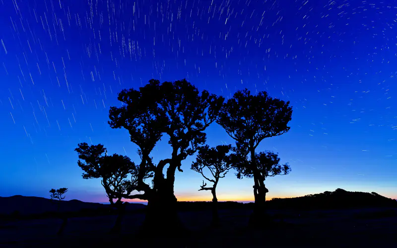 星轨 夜空 树木 粉丝 马德拉岛 葡萄牙 5K桌面壁纸5120×3200