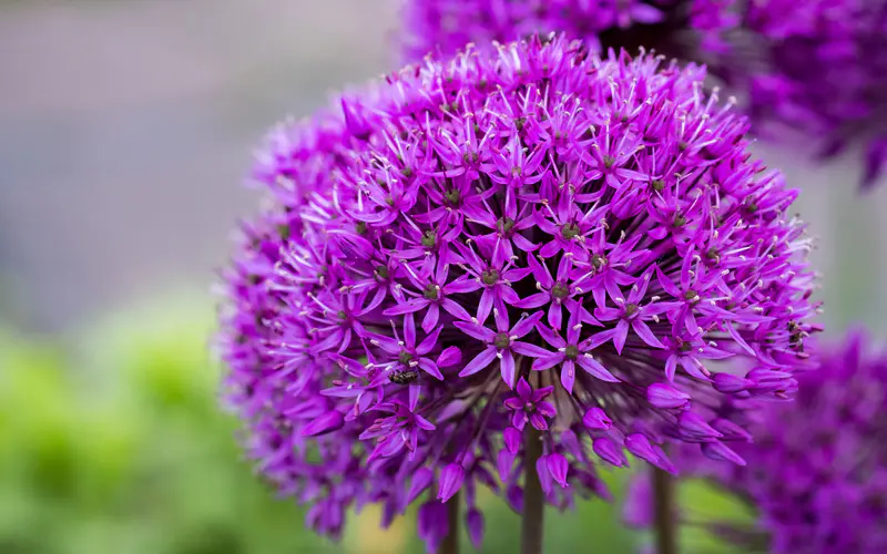 紫色 葱 花 植物 5K桌面壁纸5120×3200 宏观 特写