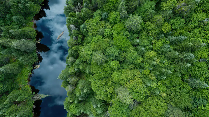 河流绿色森林树木4k风景壁纸