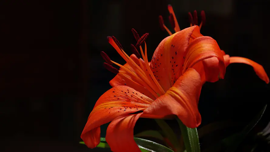 红色百合花摄影壁纸 4K高清植物鲜花电脑桌面背景