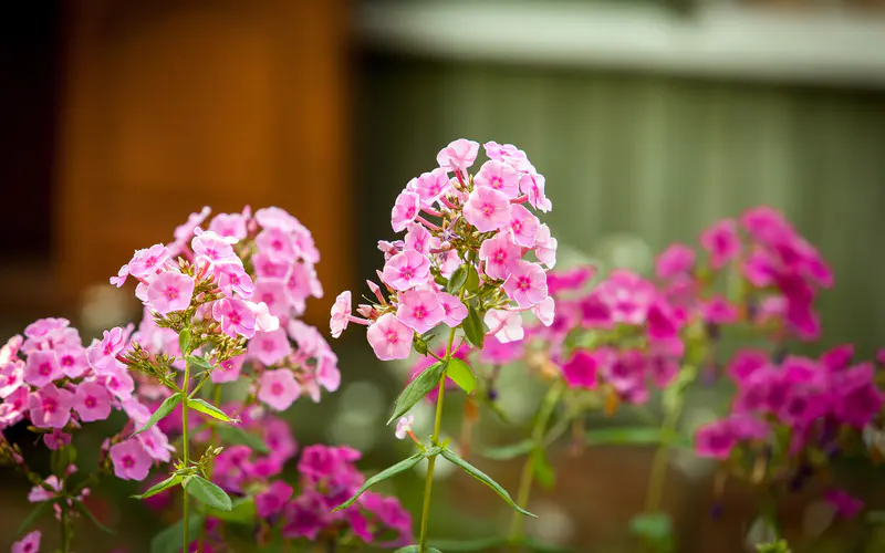 粉红色 鲜花 2022 植物 花园 5K桌面壁纸5120×3200 照片