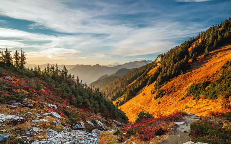 丛林 日落 贝克山 华盛顿 美国 5K桌面壁纸5120×3200