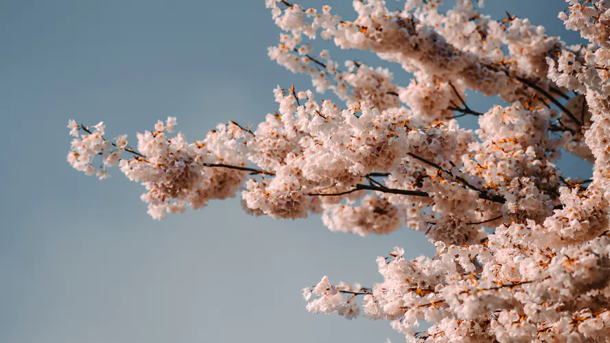 樱花 粉红色 白色 开花 树枝 4K桌面壁纸 3840×2160