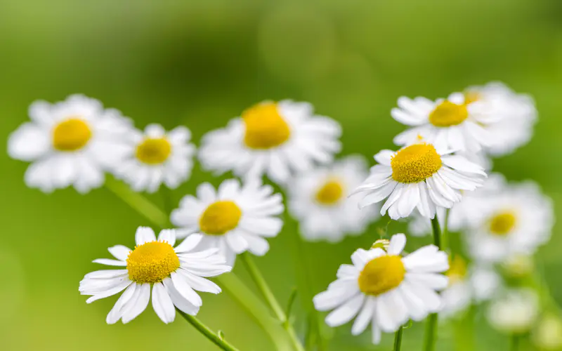 洋甘菊花 春天 清新 野生 植物 5K桌面壁纸5120×3200