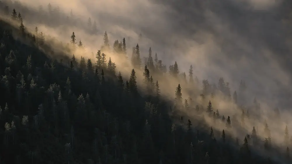 自然 树木 户外 风景 4K壁纸