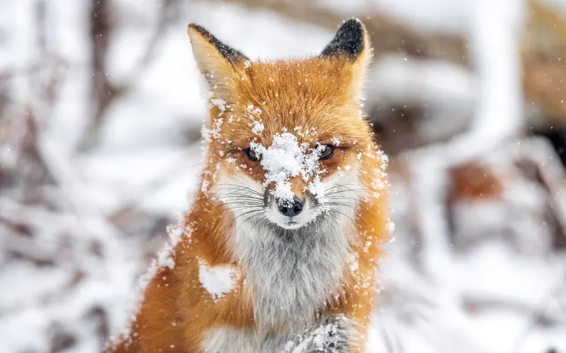 冬天 狐狸 雪 2021 安大略 加拿大 5K桌面壁纸5120×3200 照片