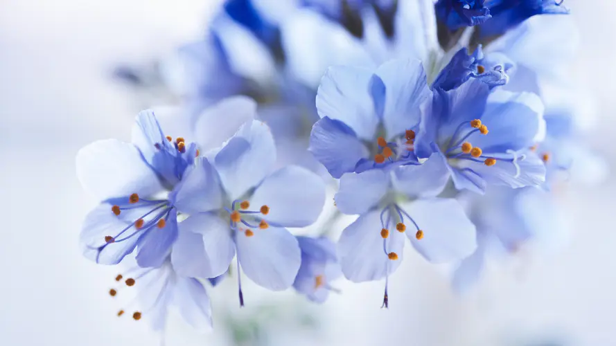 颜色 调色板 白色 显花植物 弹簧 4K桌面壁纸 3840×2160