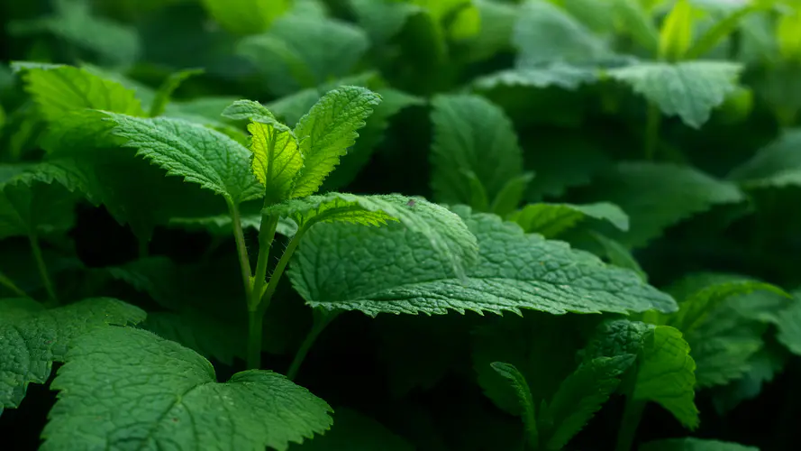 春天的自然植物摄影壁纸 绿色景深4K高清图片