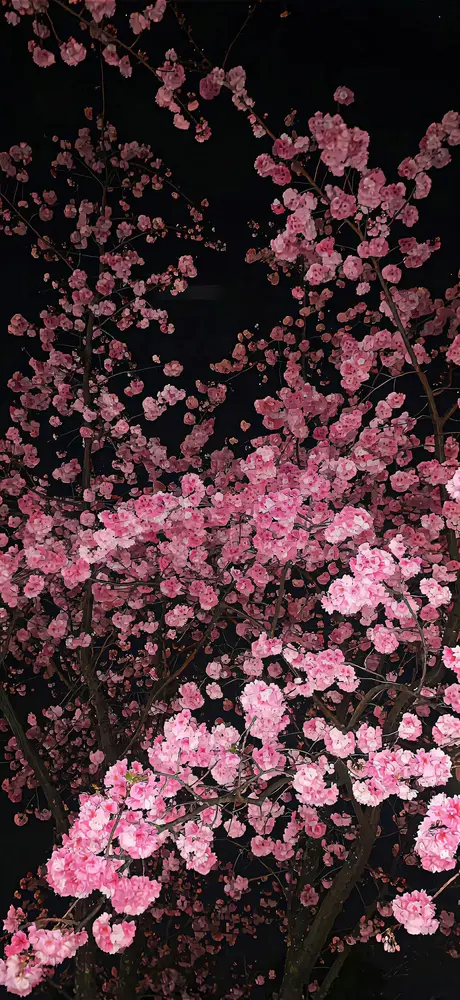 夜色粉色樱花绽放壁纸