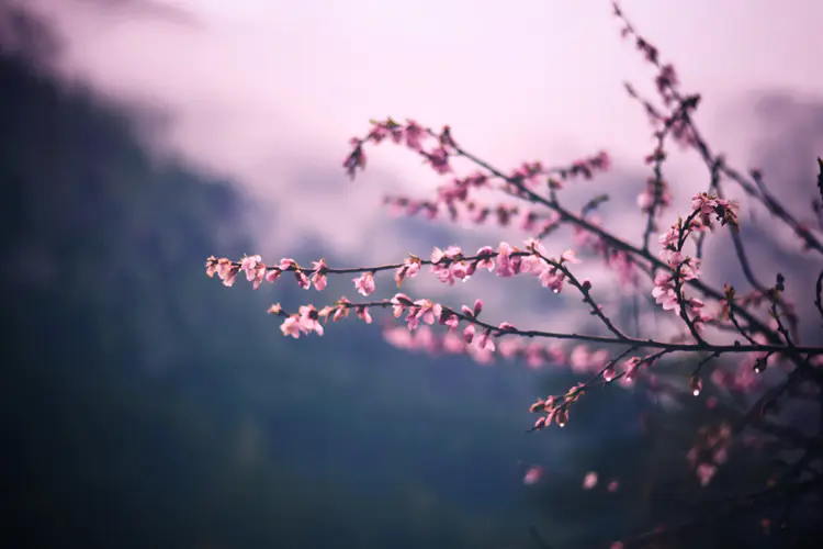 粉色花朵摄影 户外植物的4K壁纸，为您的屏幕带来自然之美