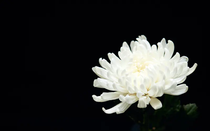 纪念馆,白色,菊花,静物,5K桌面壁纸5120×3200