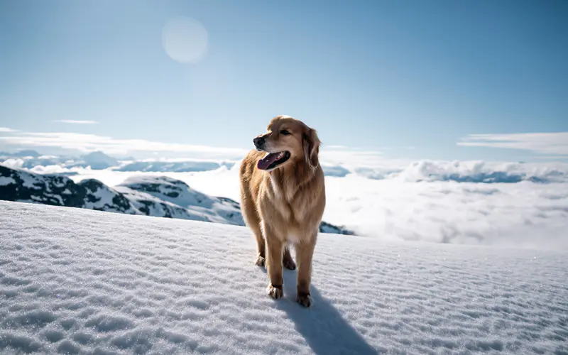 金毛猎犬 白兰地万山 加拿大 5K桌面壁纸5120×3200