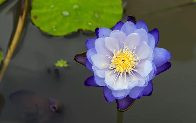 紫色 莲花 水池 春天 花 特写 5K桌面壁纸5120×3200