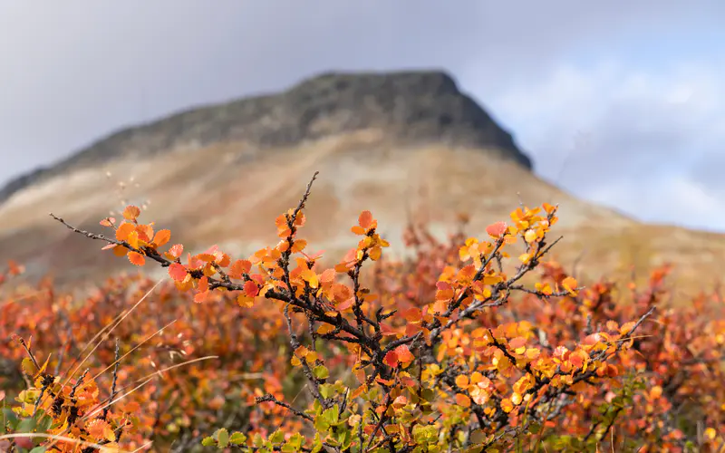 芬兰 桦树 秋天 2022 风景 5K桌面壁纸5120×3200 照片