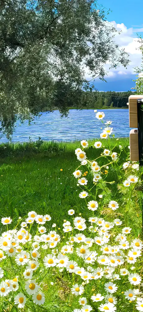 宁静湖畔雏菊花开美景壁纸