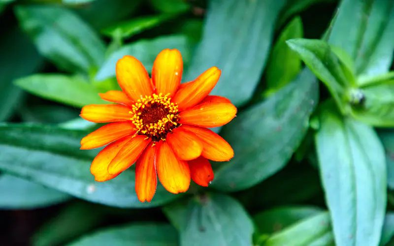 橙色,菊花,2022,植物,5K桌面壁纸5120×3200,微距,照片