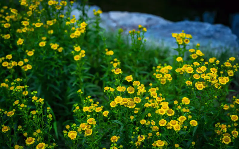 秋天 夜晚 草 黄色的小菊花 5K桌面壁纸5120×3200