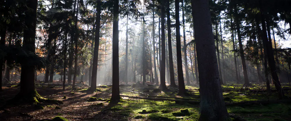 阳光穿透森林的宁静美景_3840x1600带鱼屏_高清电脑桌面壁纸