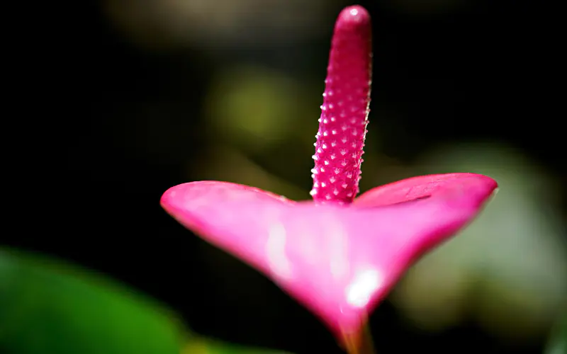 紫色 花瓣 2022 植物 5K桌面壁纸5120×3200 宏 照片