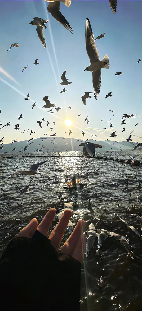 夕阳海鸥飞翔手势意境壁纸