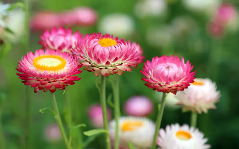 秋天 粉红色 菊花 花朵 花 5K桌面壁纸5120×3200 特写镜头