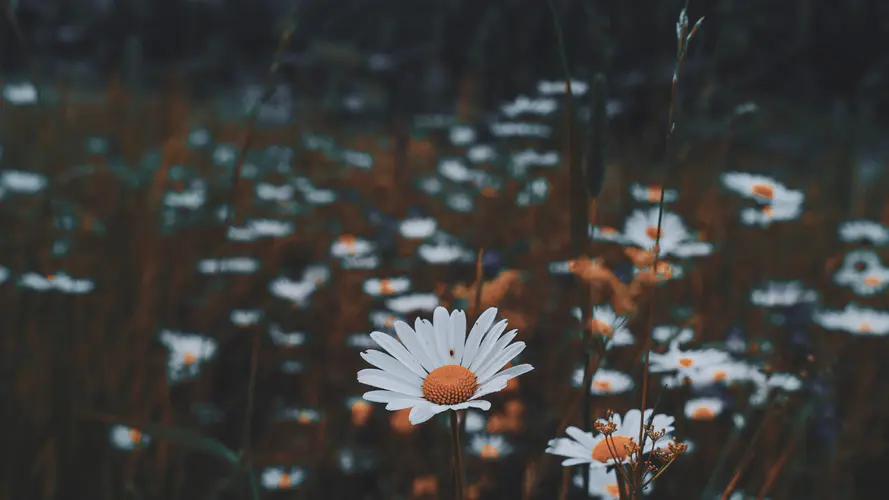 共同的菊花 白色 植被 绿色的 弹簧 4K桌面壁纸 3840×2160