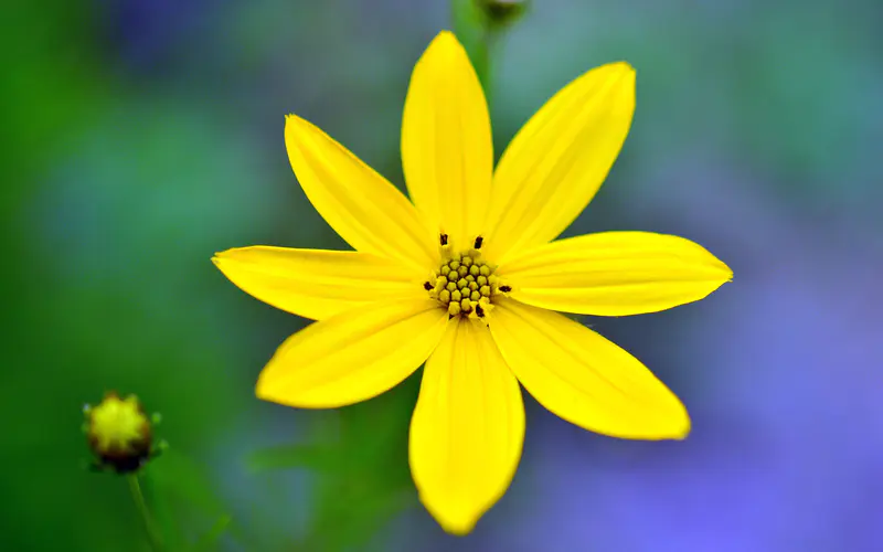 黄色金鸡菊 春天 花 植物 特写 5K桌面壁纸5120×3200