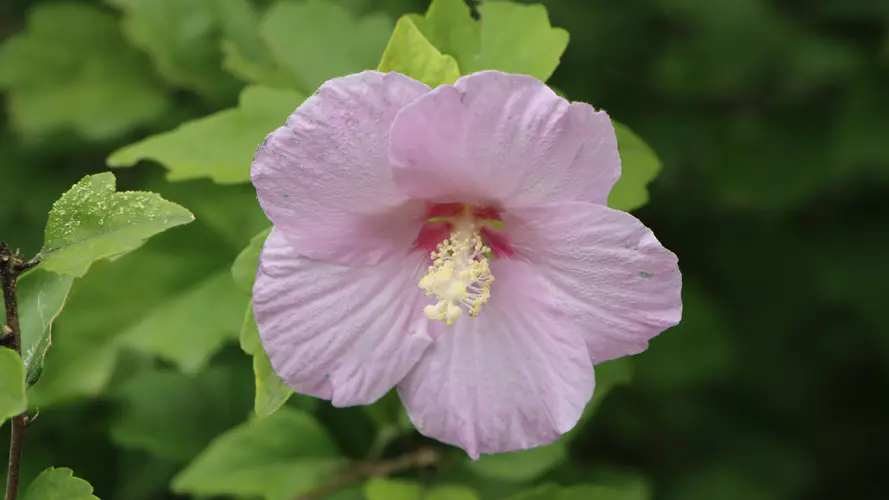 自然 漂亮花卉 木芙蓉 木槿花4K壁纸图片