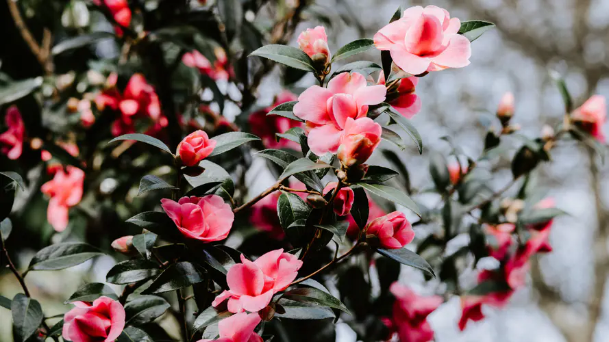 显花植物 弹簧 山茶科 茶sasanqua 粉红色 4K桌面壁纸 3840×2160