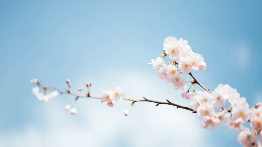 季节 弹簧 时间 夏天 树枝 4K桌面壁纸 3840×2160