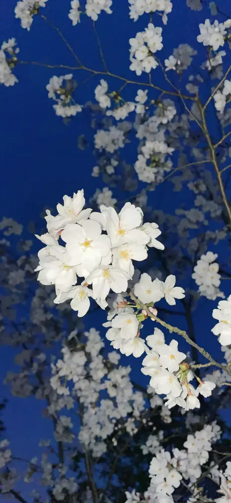 夜空下的白色樱花绽放美景壁纸
