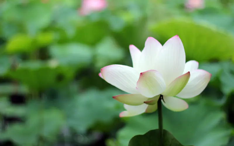 白莲花 夏天 绿色植物 清新 特写 5K桌面壁纸5120×3200