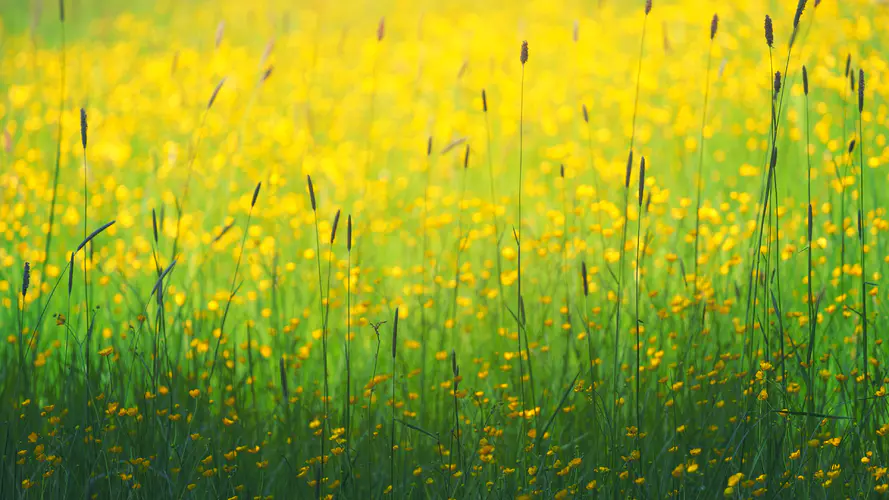 黄色的 人们在自然界 自然景观 草 显花植物 4K桌面壁纸 3840×2160