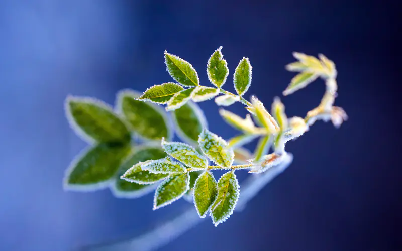 植物 雾凇 绿叶 冬天 特写 5K桌面壁纸5120×3200